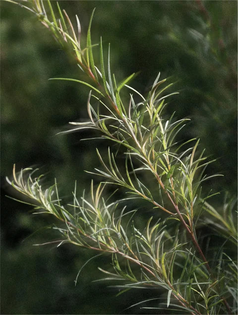 Close-up of a branch with green leaves against a blurred green background