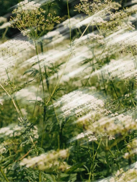 Close-up of white flowers with a blurred background