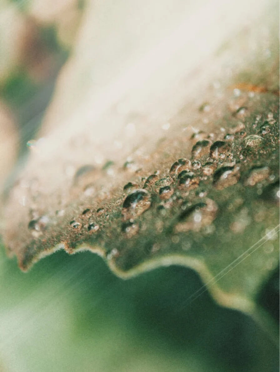 Close-up of a leaf with water droplets on a blurred green background