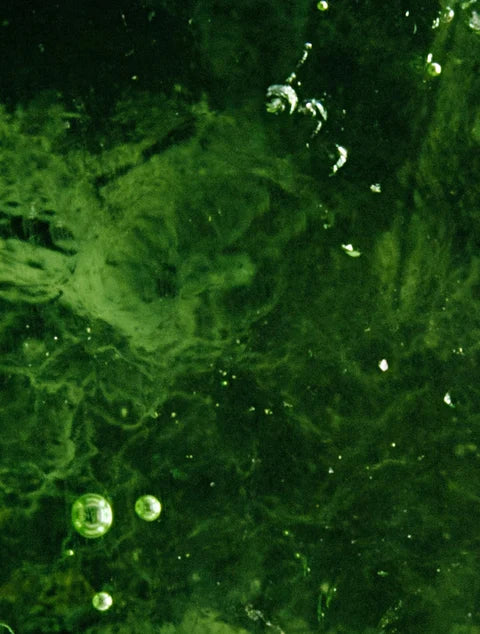 Close-up of green algae or moss with water droplets on a dark background
