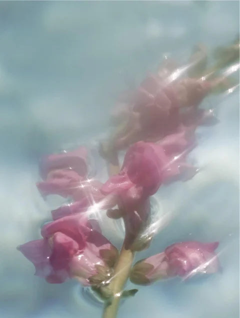 Pink flowers in clear water with a light blue background