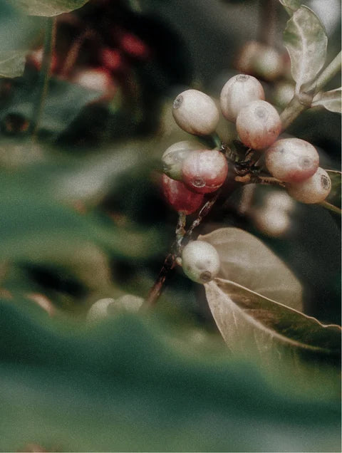 Close-up of berries on a branch with a blurred background