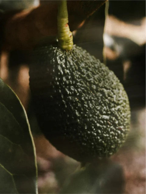 Avocado on a tree with a blurred background